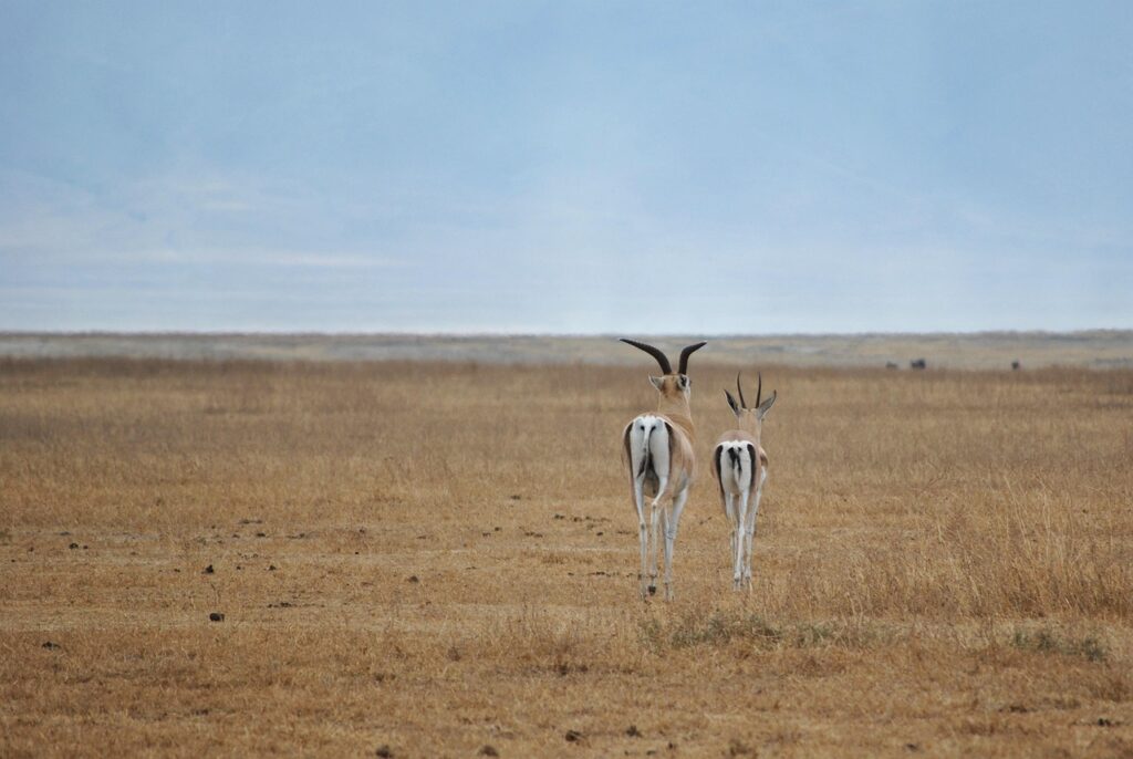 antelope 2011367 1280