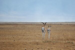 antelope 2011367 1280