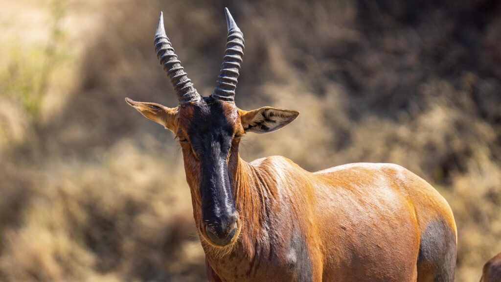 antelope 7432733 1280