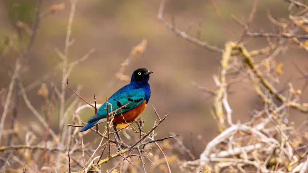 bird 7489796 1280