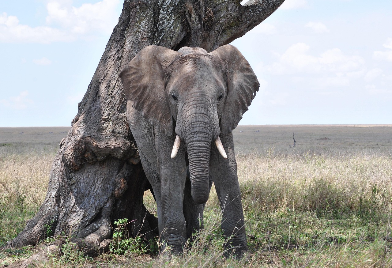 elephant 2011391 1280