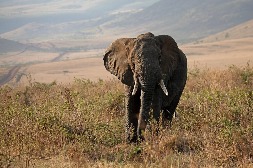 elephant 9214527 1280