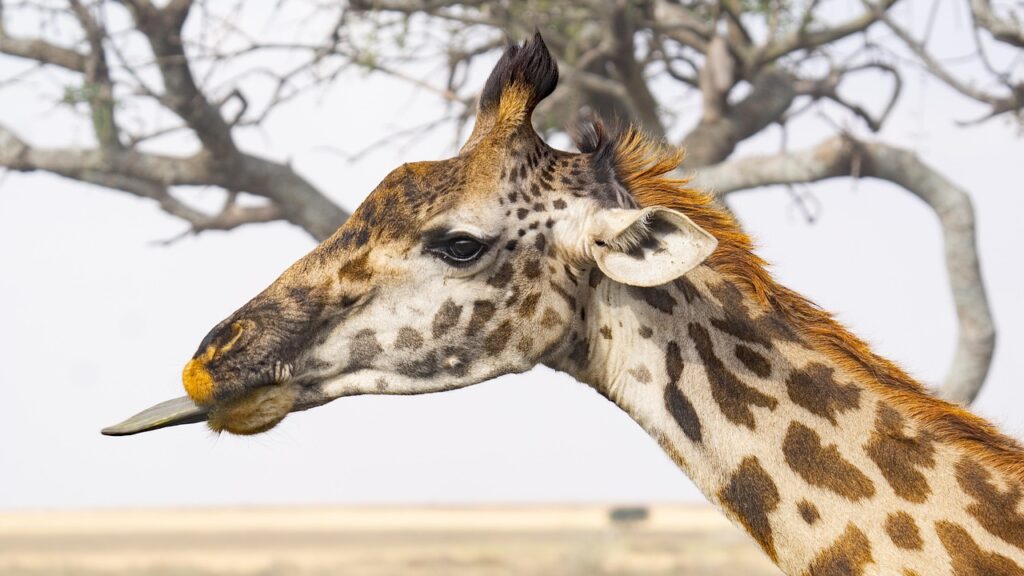 giraffe 7416301 1280