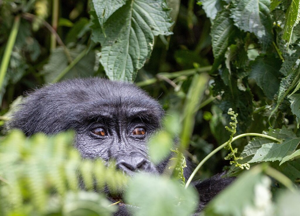gorilla 7708352 1280