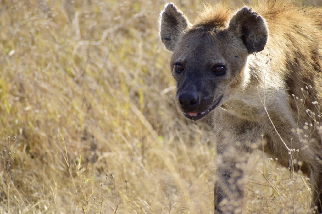 hyena 6824505 1280
