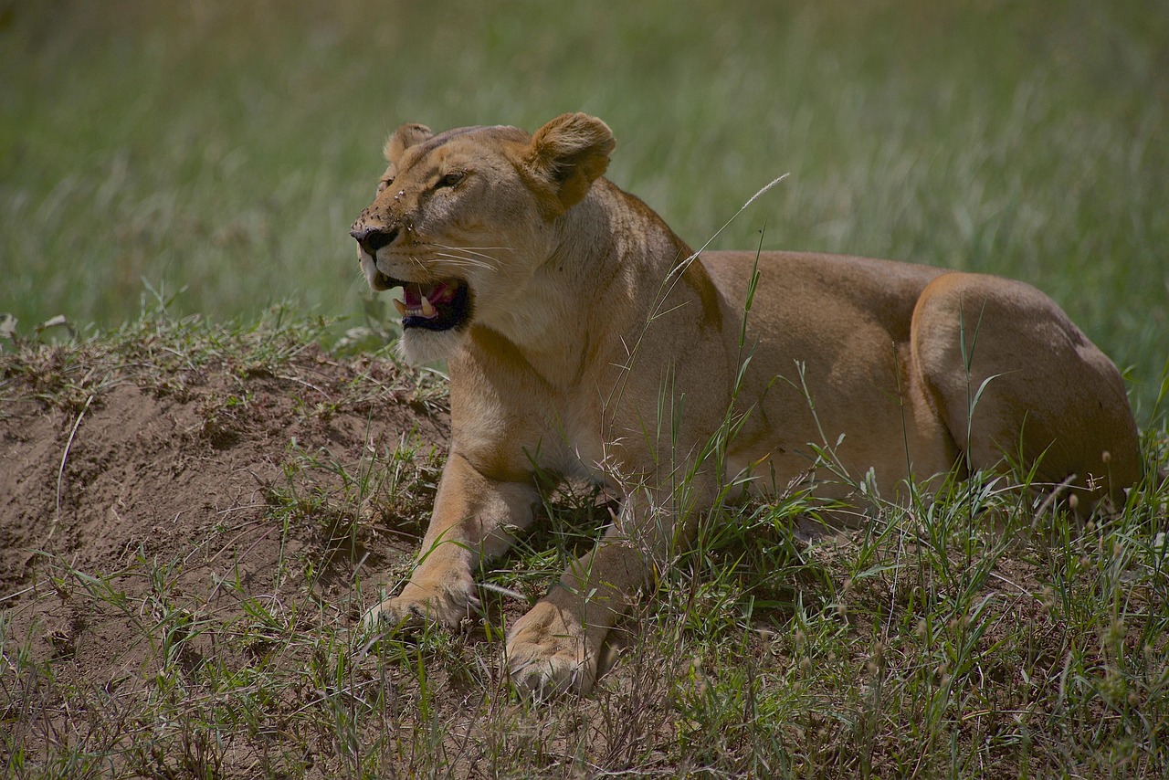 lion 6352243 1280