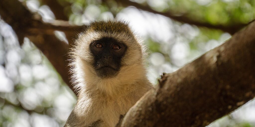 monkey 7509919 1280