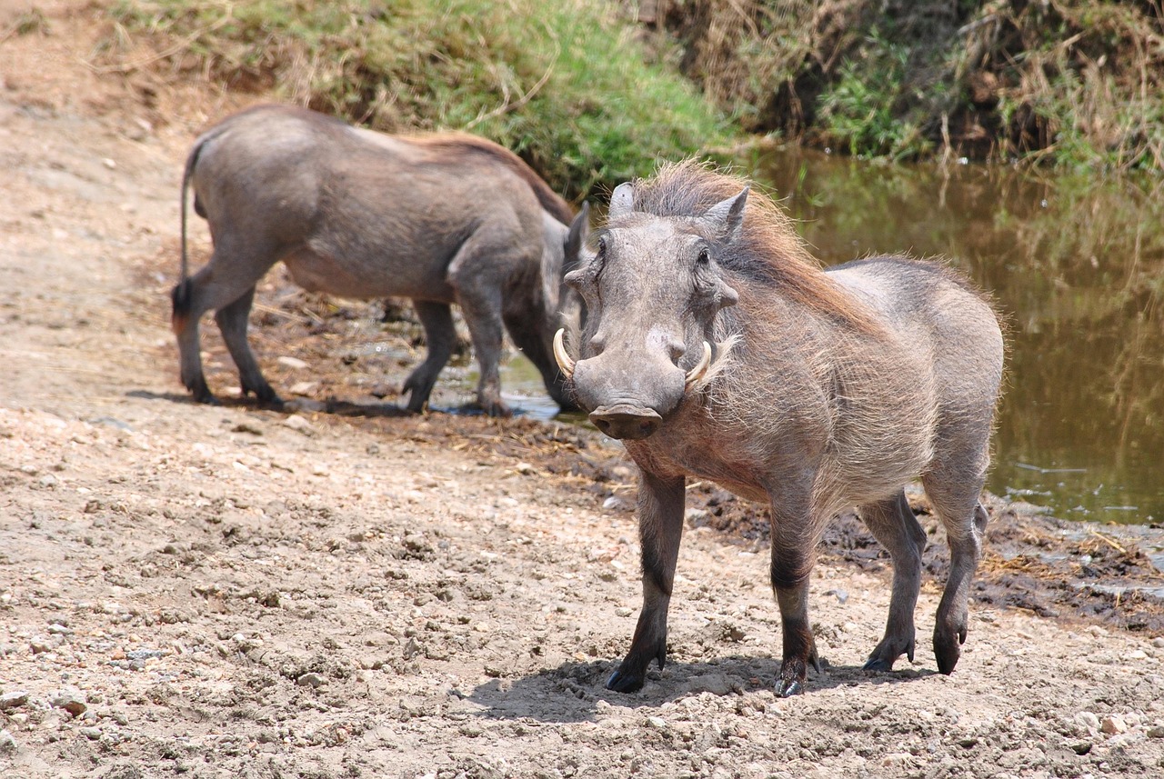 pumba 2011388 1280