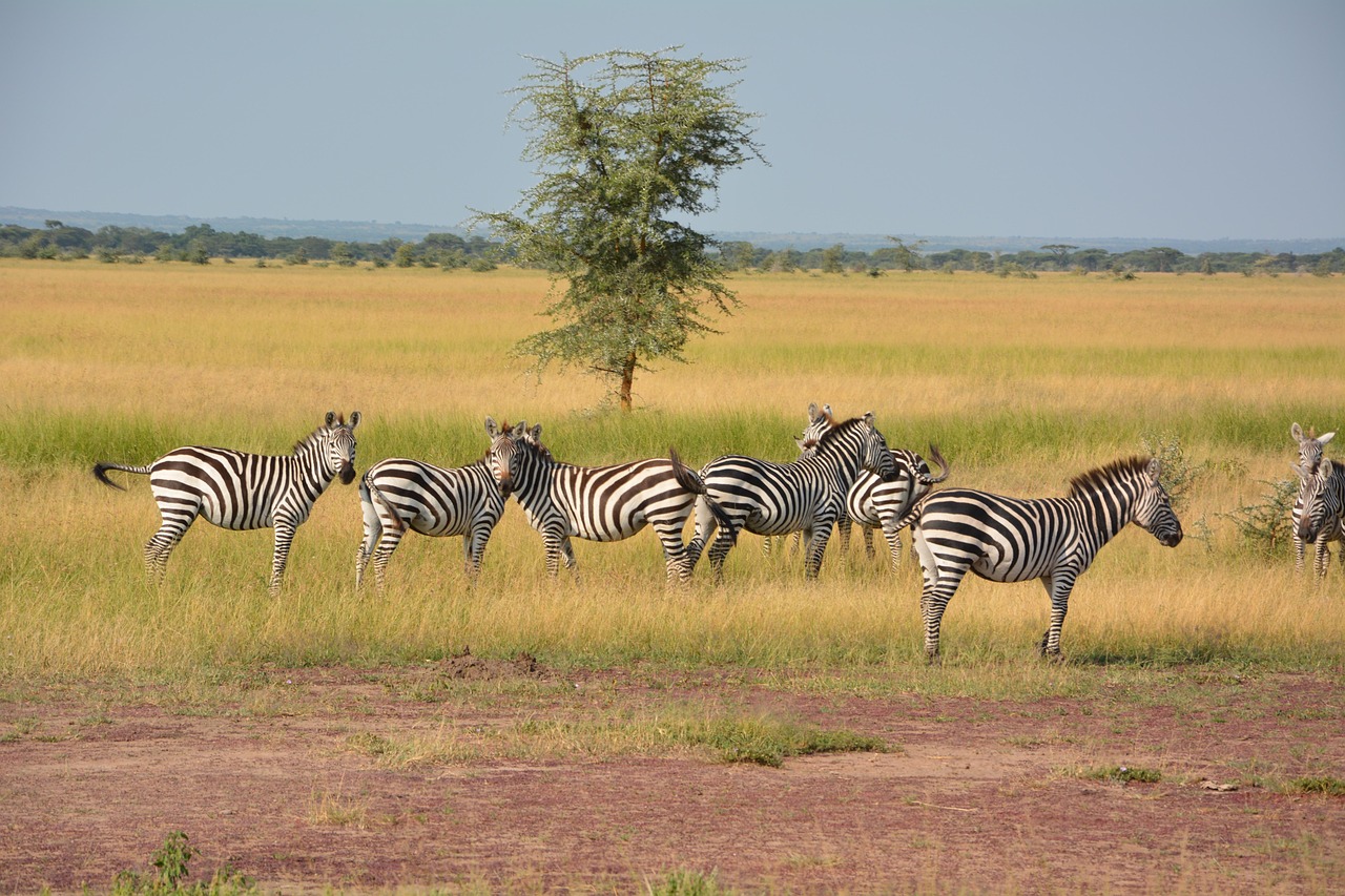 zebras 1016064 1280