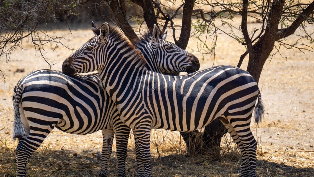 zebras 7399291 1280