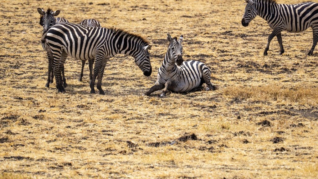 zebras 7450305 1280