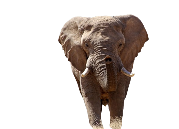 elephant 84186 1280 removebg preview