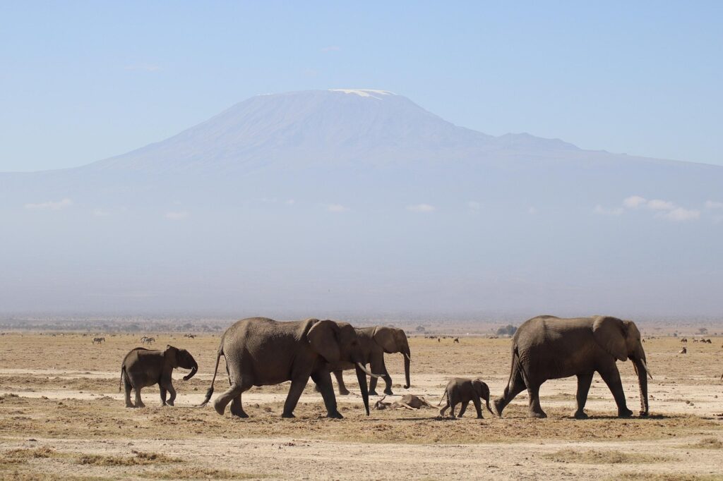 elephants 7533479 1280 (1)