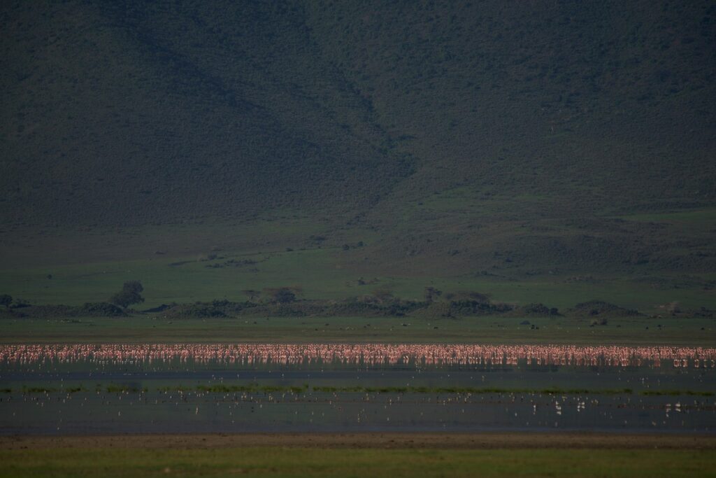 flamingos 6480822 1280